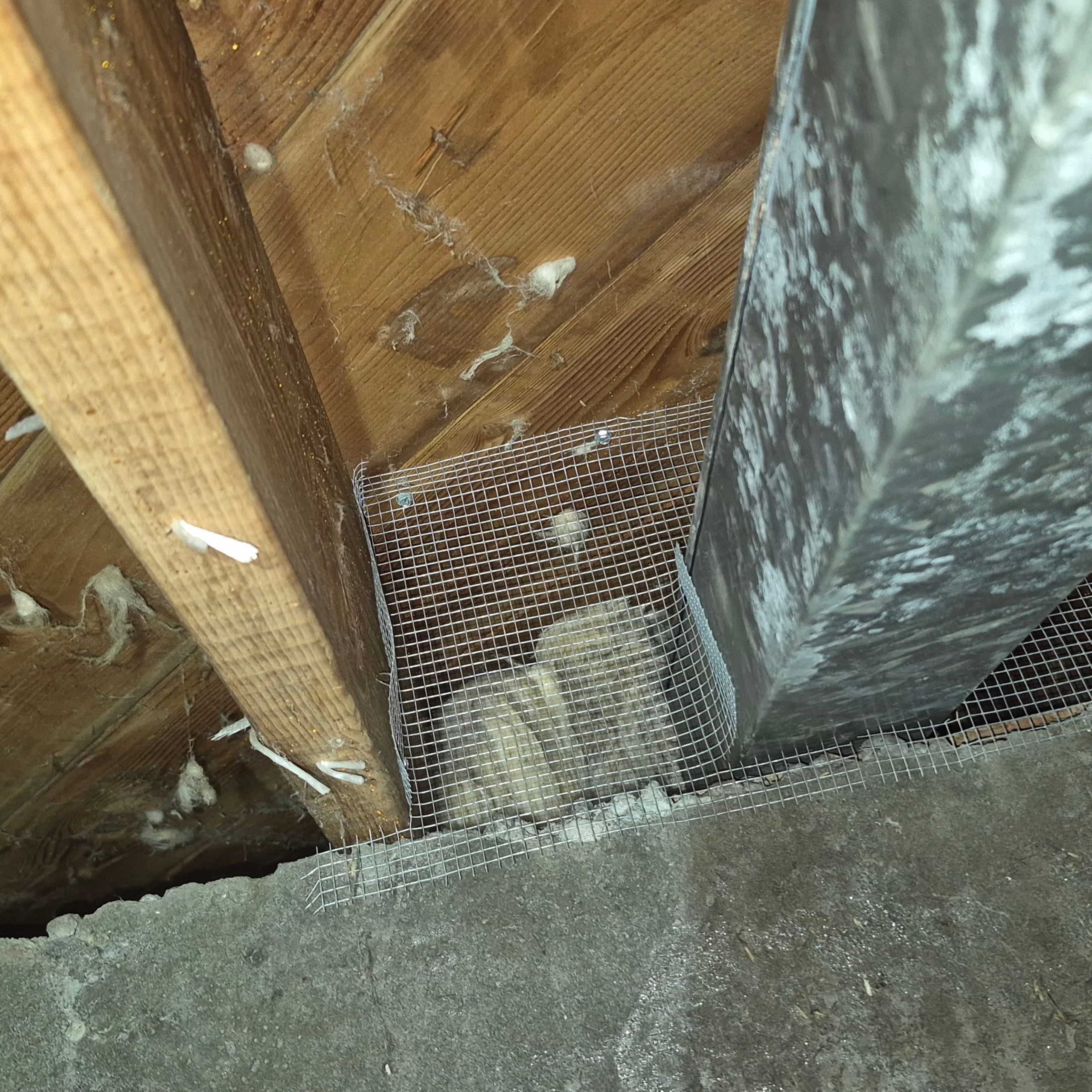 Professional Pest Exclusion That Stops Repeat Intrusions