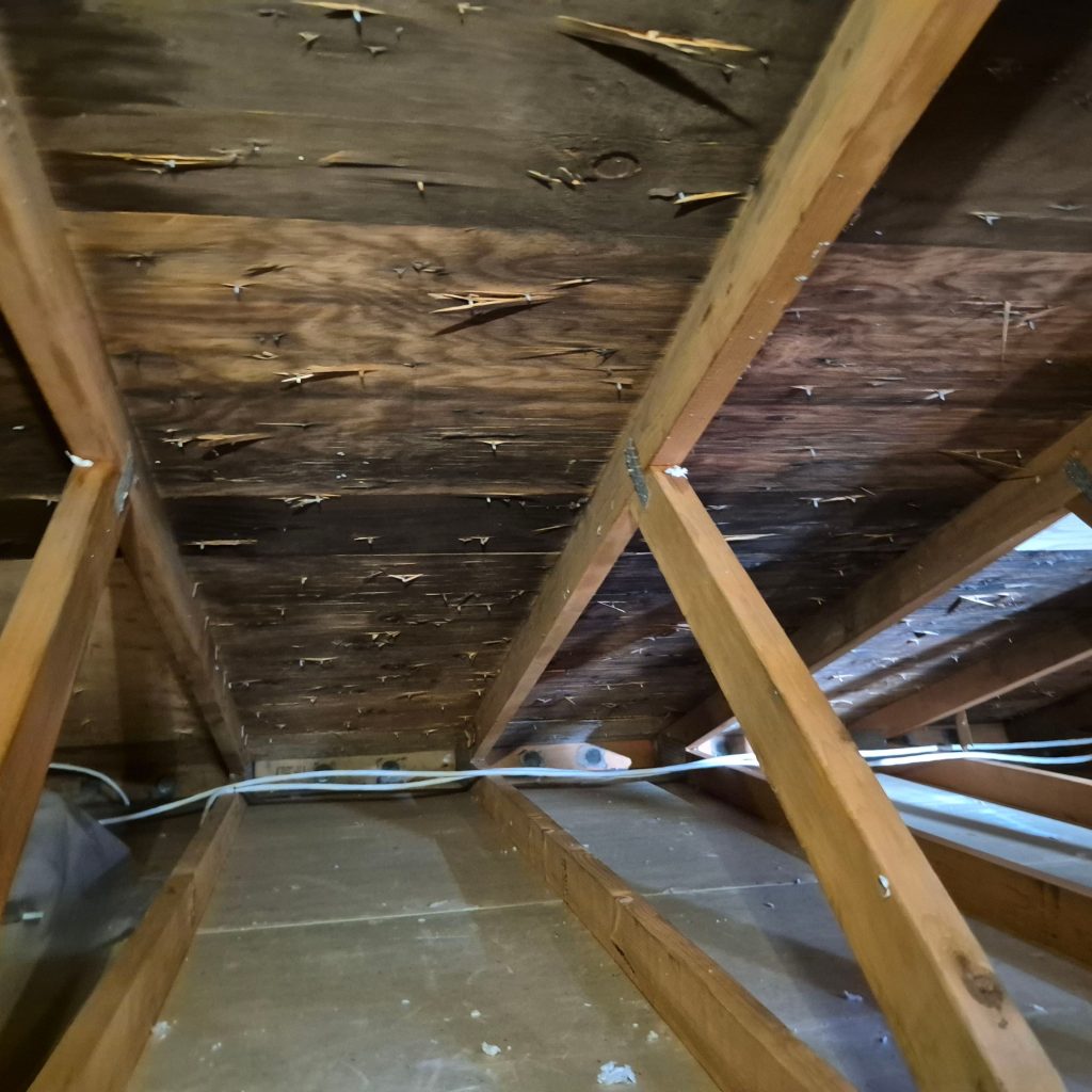 Mold Remediation 1