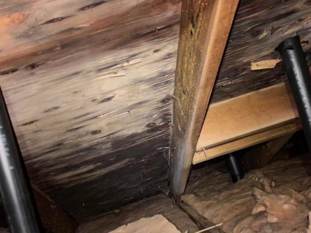 Mold Remediation 4