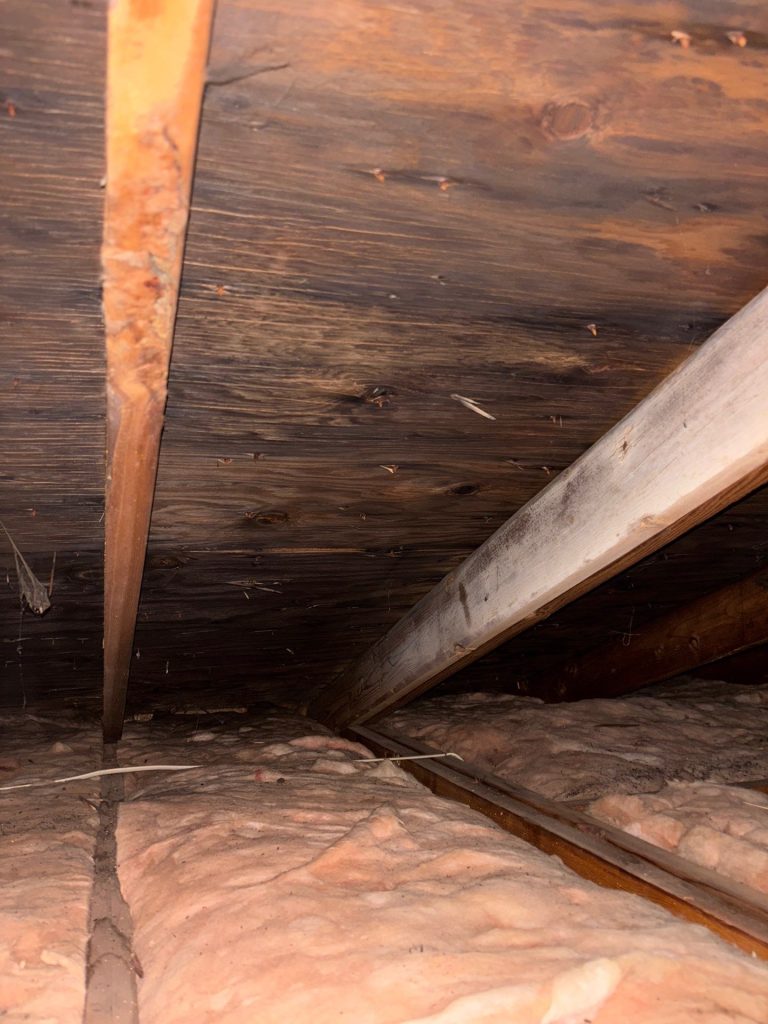 Mold Remediation 5