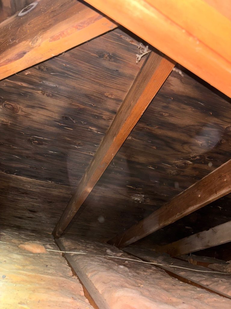 Mold Remediation 7