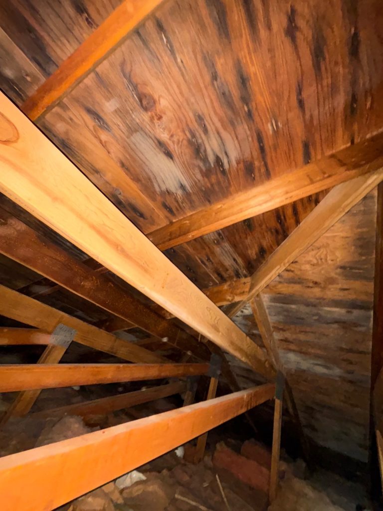 Mold Remediation 8