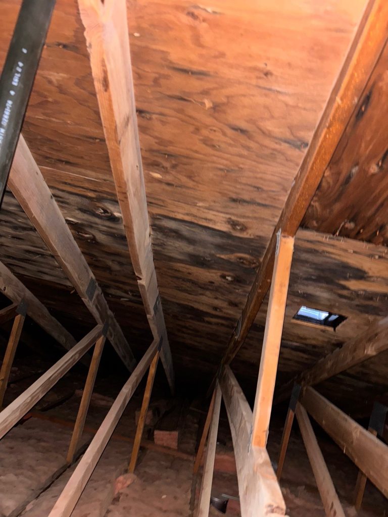 Mold Remediation 8